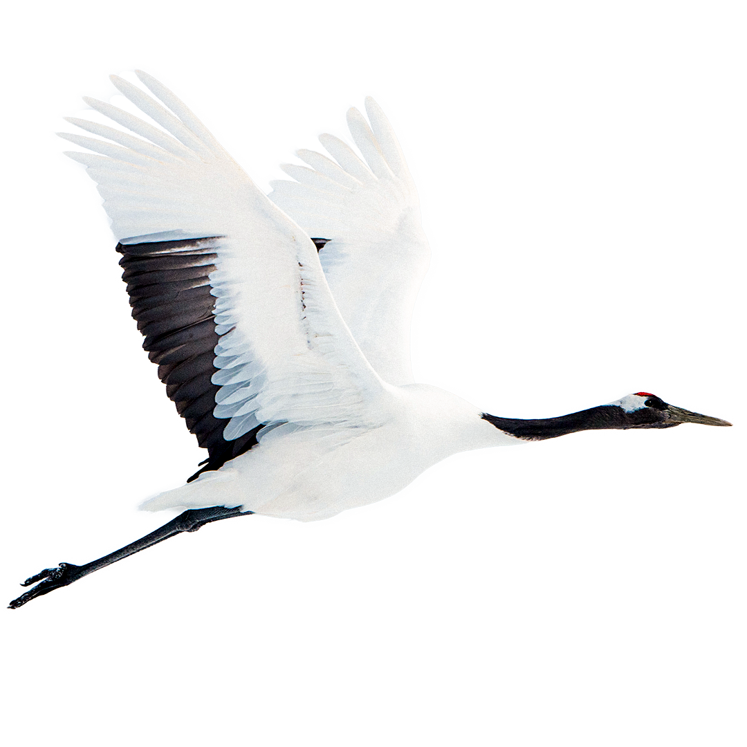 A Hokkaido Crane