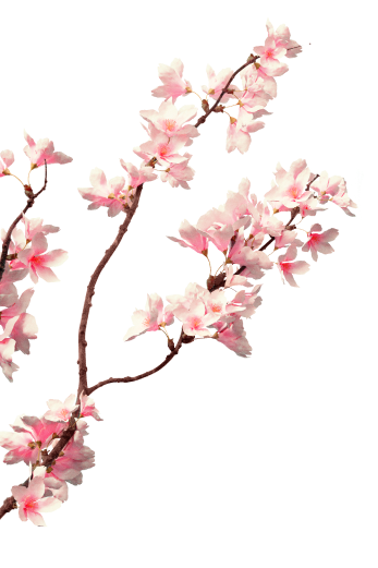 sakura branch